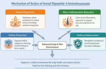Acetyl Dipeptide 3 Aminohexanoate Molecular Structure Diagram Acetyl Dipeptide 3 Aminohexanoate Molecular Structure Diagram